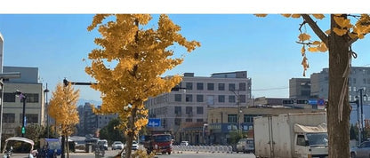 Stand Collar Plain Faux Fur Midi Button Coat